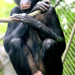 Bonobo; Cologne; 24th May 2011