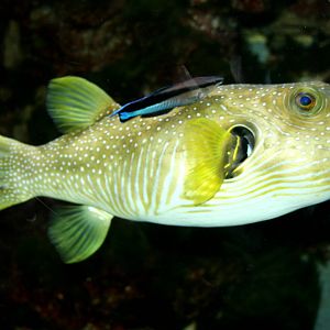 White-spotted puffer fish; Cologne; 24th May 2011