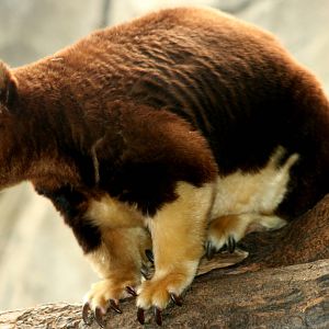 Matschie's tree-kangaroo; Cologne; 28th May 2011