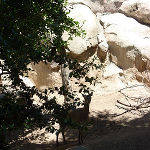 Klipspringer - Kopje in African Rocks