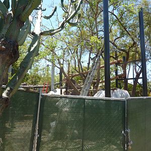 New Chinese Leopard Exhibit in African Rocks