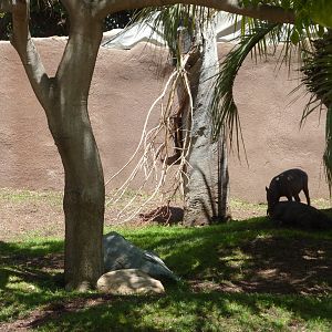 Babirusa and Lowland Anoa Exhibit