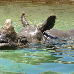 Indian Rhino in Water