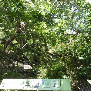 Sulawesi Hornbill exhibit in Owens Aviary