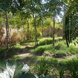 Elephants of Asia - Chinese Water Deer