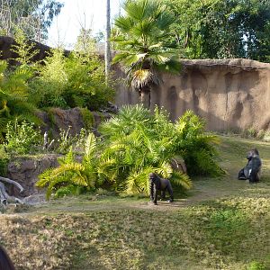 Gorilla Exhibit