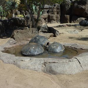 Galapagos Exhibit