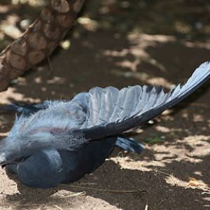 crowned pigeon sunning