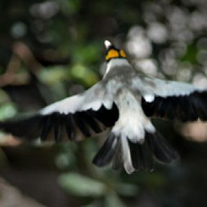 wattled starling in flight