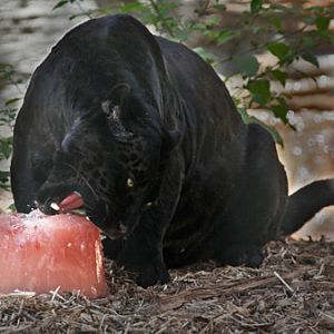 jaguar with bloodsicle