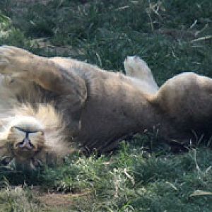 very relaxed lion
