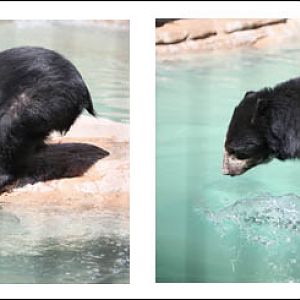 spec bear swimming