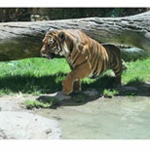 I think I need a taller log