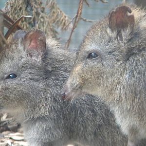 Long nosed Potoroos at Blackpool Zoo 29/05/11