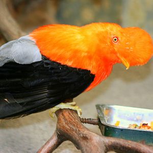 Andean cock-of-the-rock; Wuppertal; 25th May 2011