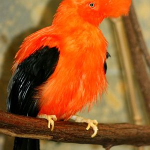 Andean cock-of-the-rock; Wuppertal; 25th May 2011