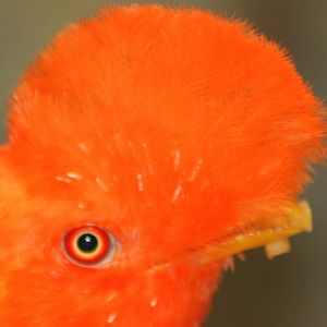 Andean cock-of-the-rock; Wuppertal; 25th May 2011