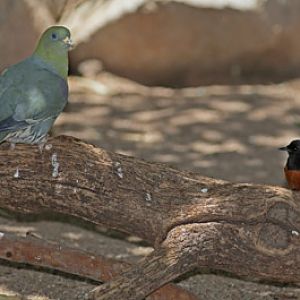 green pigeon and shama thrush