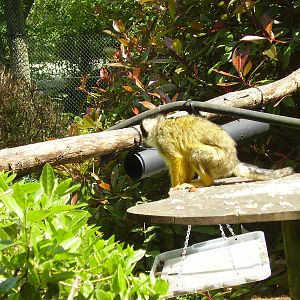 Squirrel Monkey