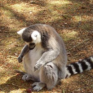 Lemur Walkthrough