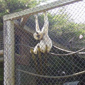Golden Cheeked Gibbon