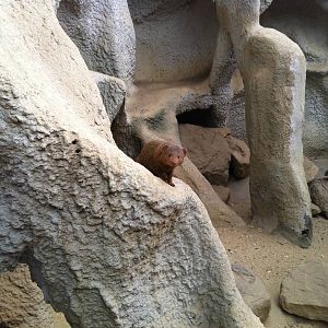 Dwarg Mongoose at Emmen Zoo - April 2011