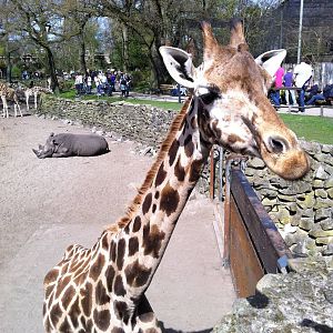 Giraffe at Emmen Zoo - April 2011