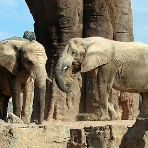 Loxodonta africana africana / South African bush elephant (females Betty an
