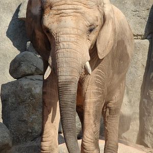 Loxodonta africana africana / South African bush elephant (female Betty)
