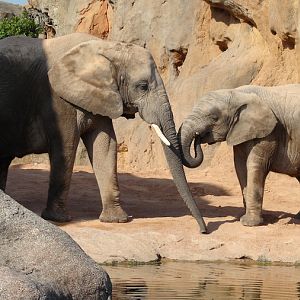 Loxodonta africana africana / South African bush elephant (female Bulli and
