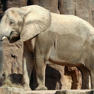 Loxodonta africana africana / South African bush elephant (female Griet)