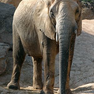 Loxodonta africana africana / South African bush elephant (female Griet)