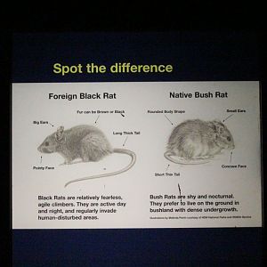 Graphic on the Bush Rat enclosure