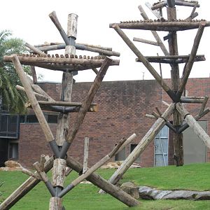 Renovations in the Chimpanzeee Park