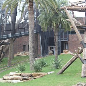 Renovations in the Chimpanzeee Park