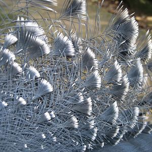 Closeup of crown on Victoria Crowned Pigeon