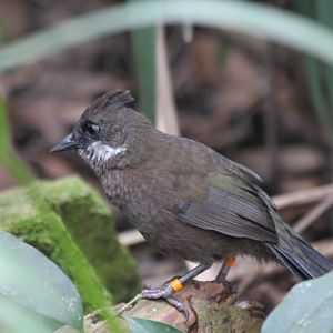 Eastern Whipbird