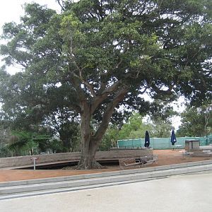 Fig Tree inside the new Entry precinct
