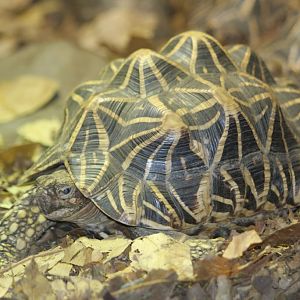Star Tortoise