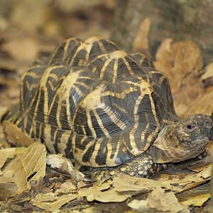Star Tortoise