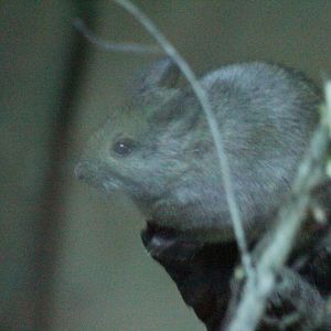 Stick-nest Rat