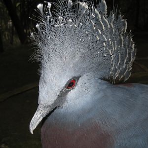 Victoria Crowned Pigeon