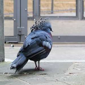 Victoria Crowned Pigeon