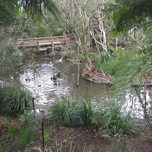Waterfowl Ponds viewed from inside the new Entry precinct