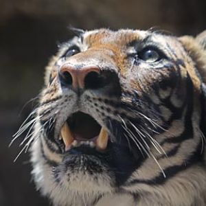 Tiger Closeup