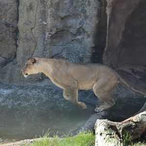 lioness jumping pond