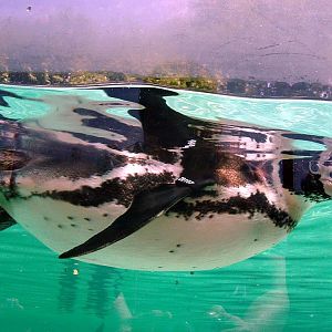 Penguin Beach - ZSL - June 1 2011