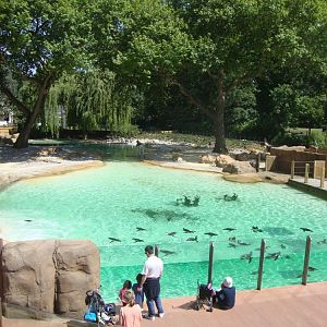 Penguin Beach - ZSL - June 1 2011