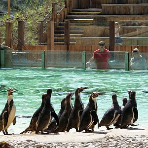 Penguin Beach - ZSL - June 1 2011