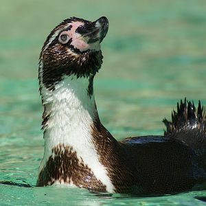 Penguin Beach - ZSL - June 1 2011